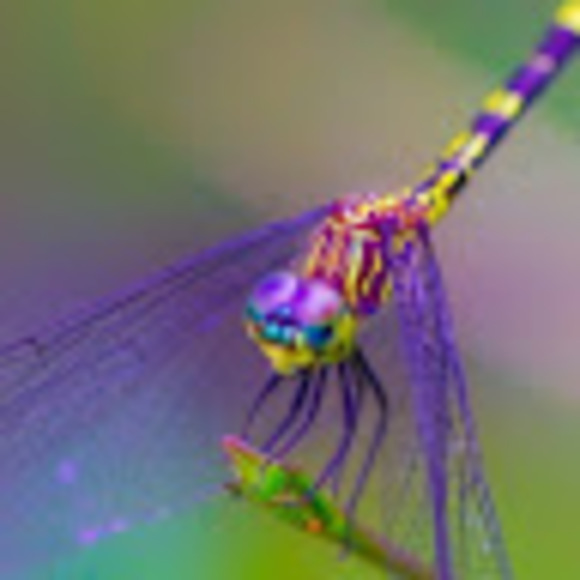 Meet your Posher, Dani - Picture 1 of 1